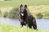 BERGER HOLLANDAIS 038